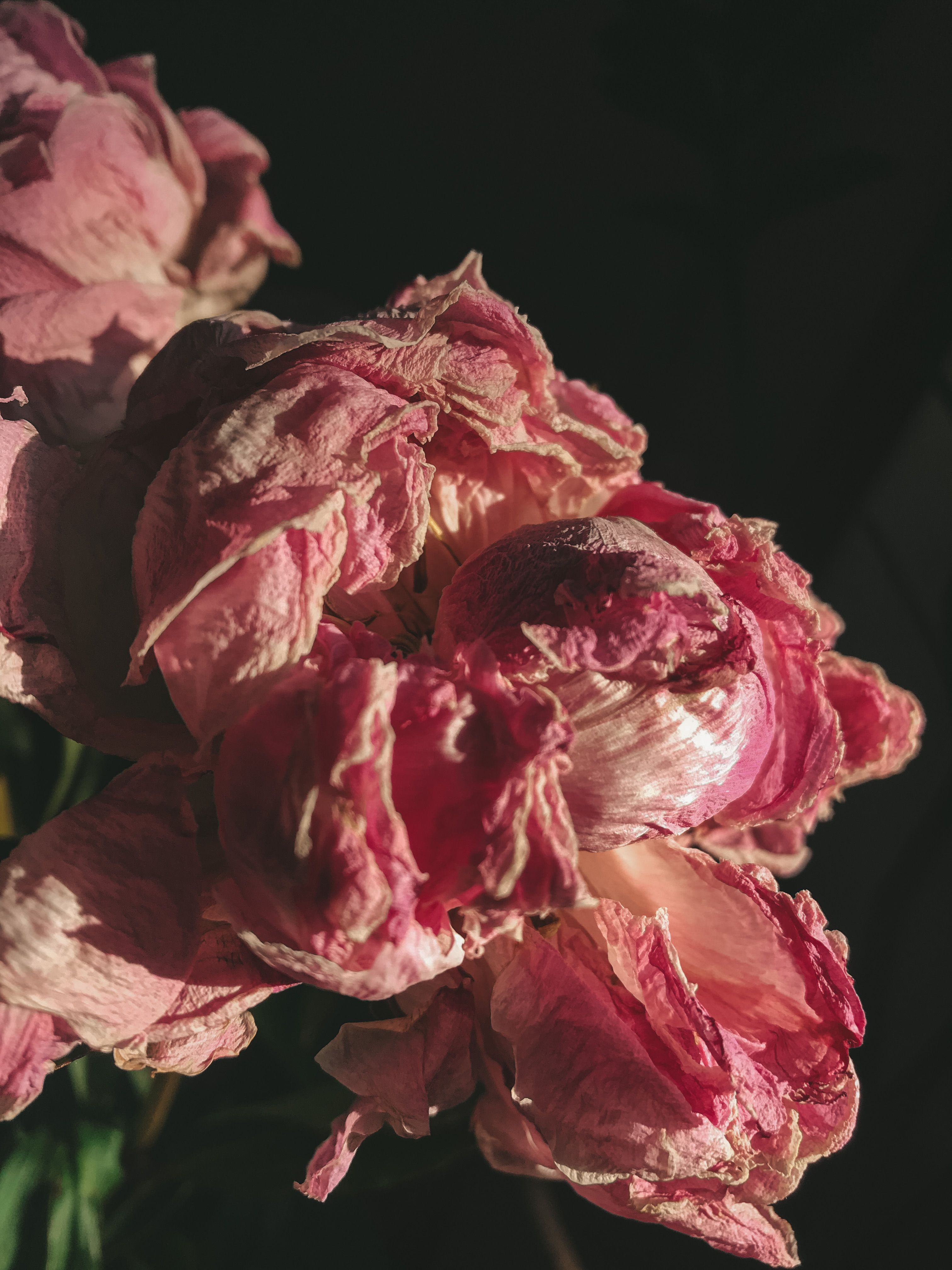 Close-Up Shot of Pink Peony · Free Stock Photo