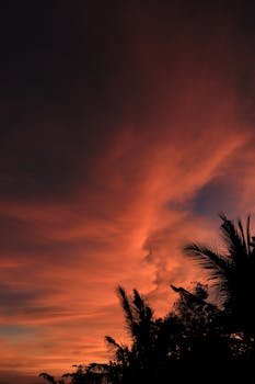 Silhouette of palm trees under a vibrant orange and pink sunset sky, creating a dramatic evening scene.