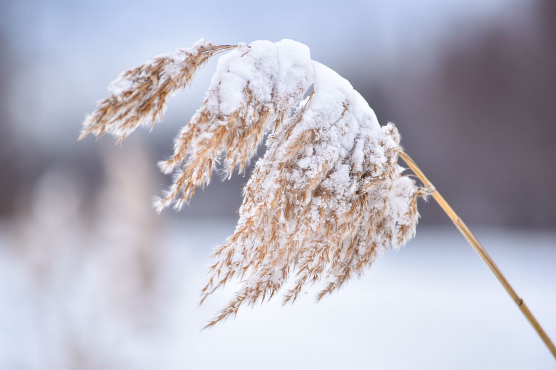 Snow Fall Reed Close-Up Shot of a Reed Covered with Snow · Free Stock Photo