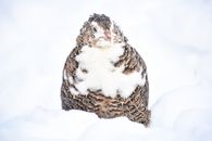 Close-up of a grouse in snowy surroundings showcasing its plumage.