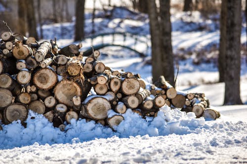 Pile of Brown Tree Logs on Snow