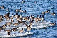 Gaggle of Geese on Water