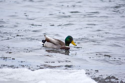 Free A solitary mallard duck glides across a calm lake, showcasing vibrant plumage. Stock Photo