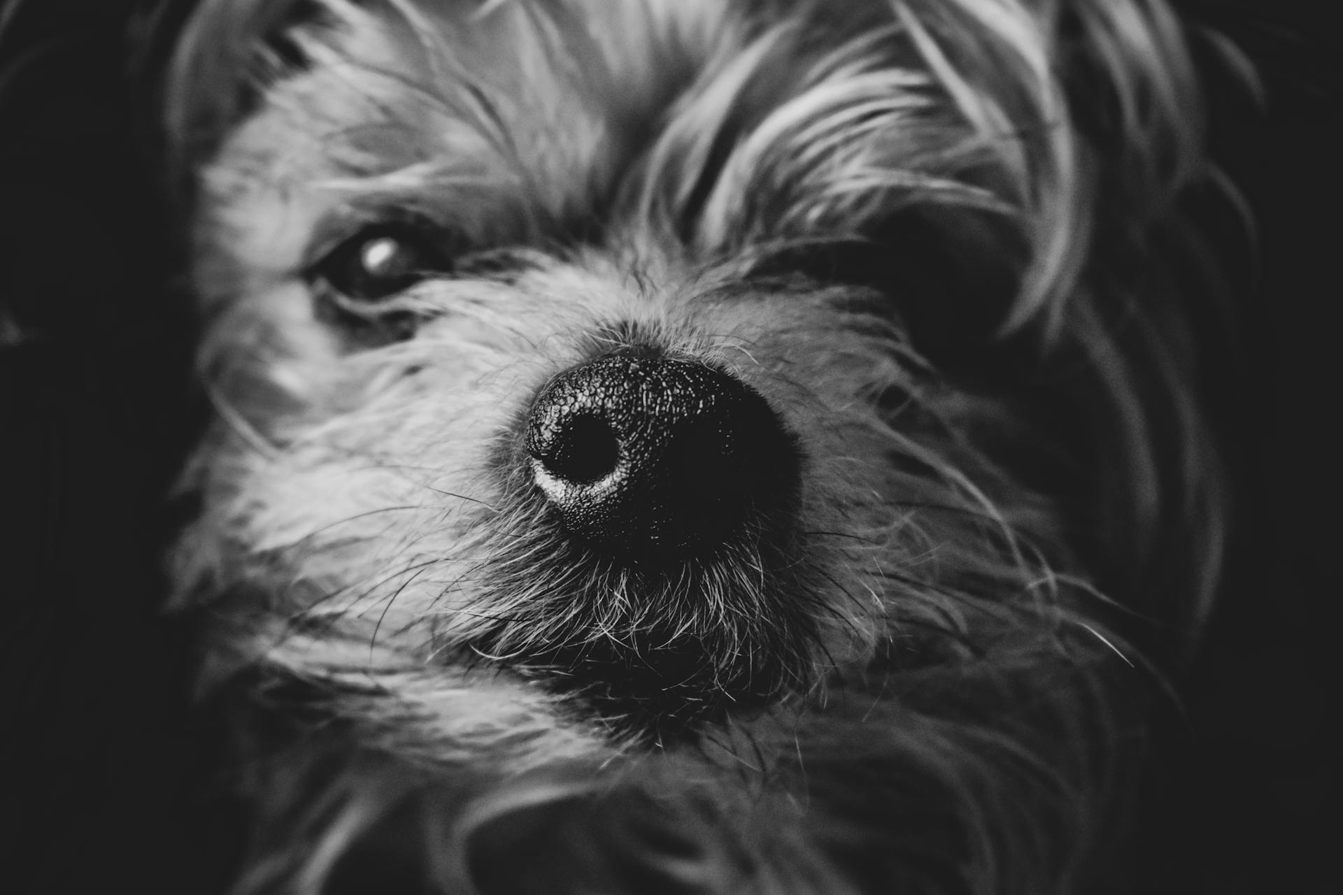 Monochrome Photo of Nose of a Furry Dog