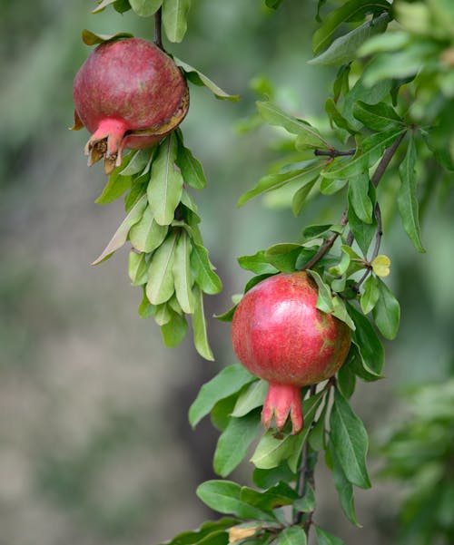 Fotobanka s bezplatnými fotkami na tému granátové jablko, ovocie