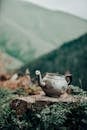 White and Brown Ceramic Teapot on Brown Soil