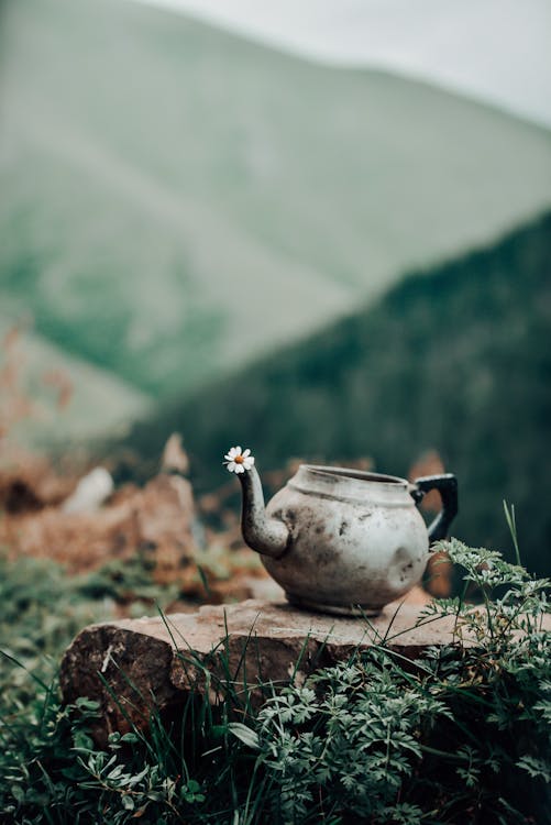 White and Brown Ceramic Teapot on Brown Soil
