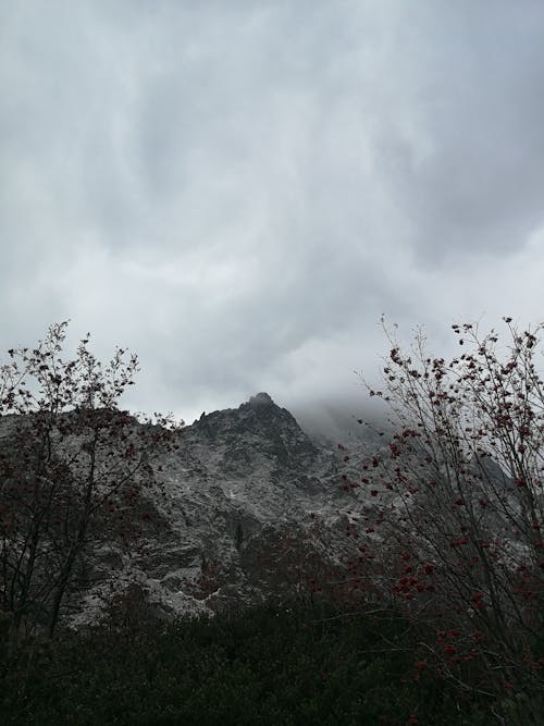 Foto profissional grátis de escala de cinza, galhos de árvore, montanha rochosa