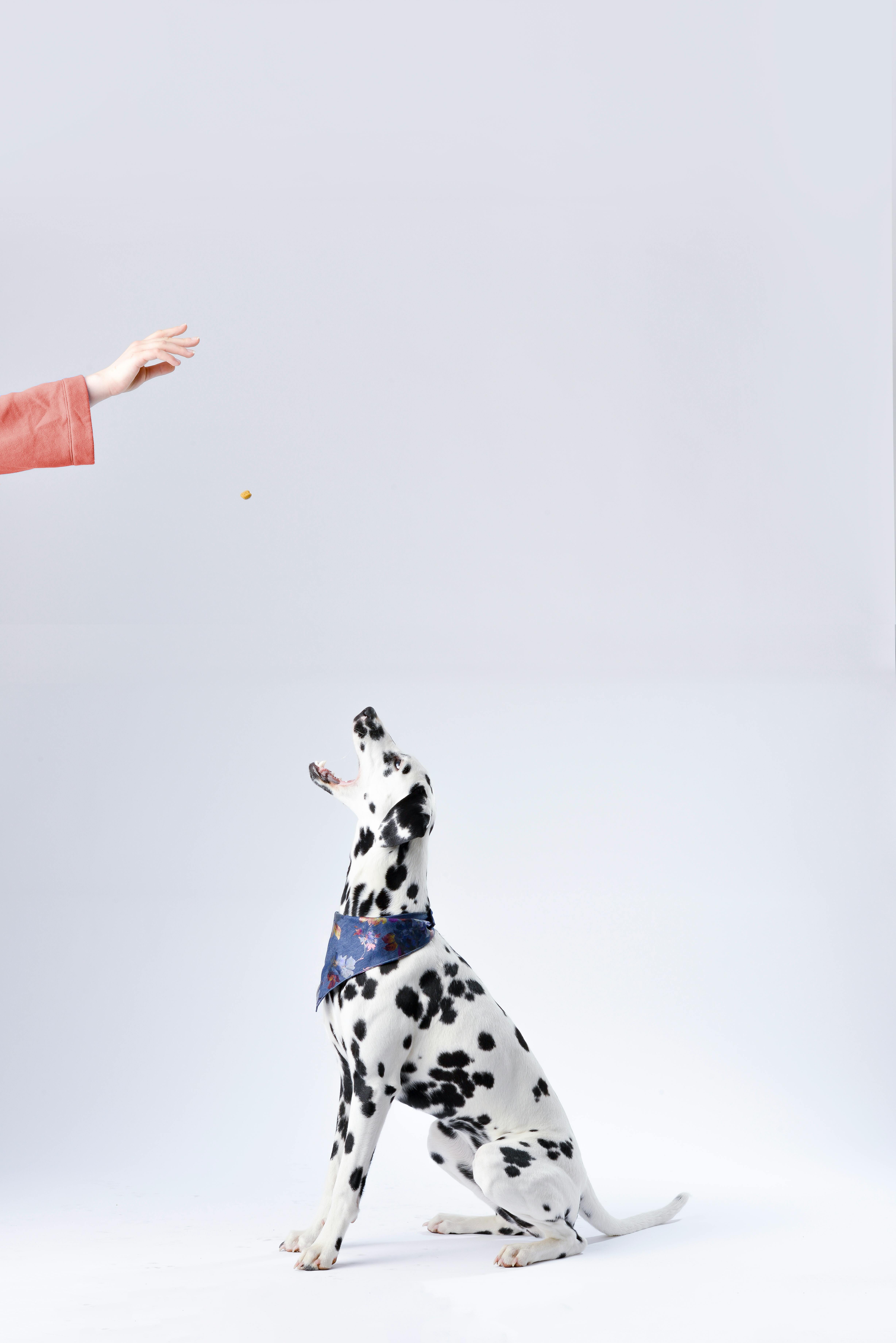 dalmatian sitting white surface