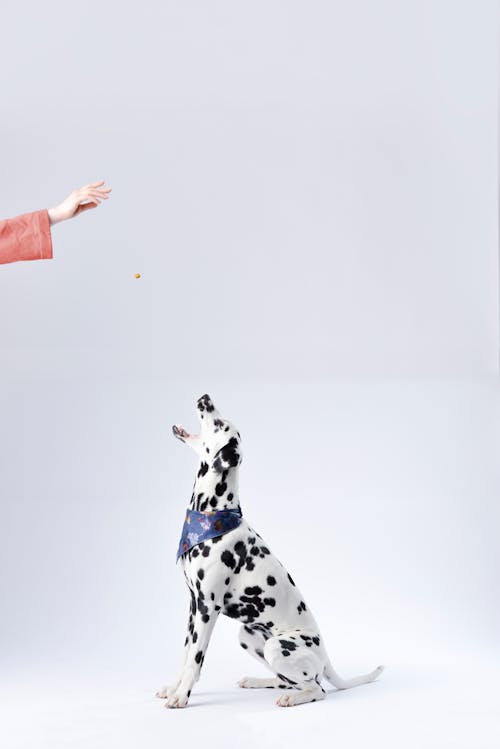 Free Dalmatian Sitting White Surface Stock Photo