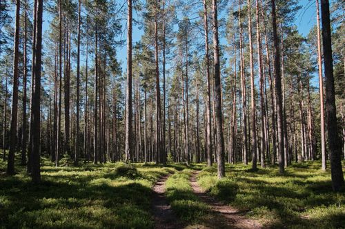 Free A serene forest path surrounded by tall trees and lush greenery under a clear blue sky. Stock Photo