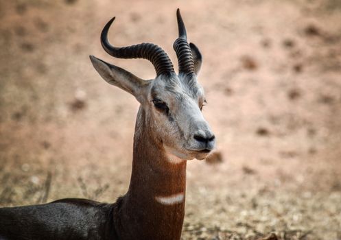 Intimate portrait of a gazelle resting in a serene natural setting.