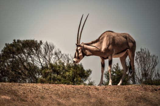 Gemsbok on a Field