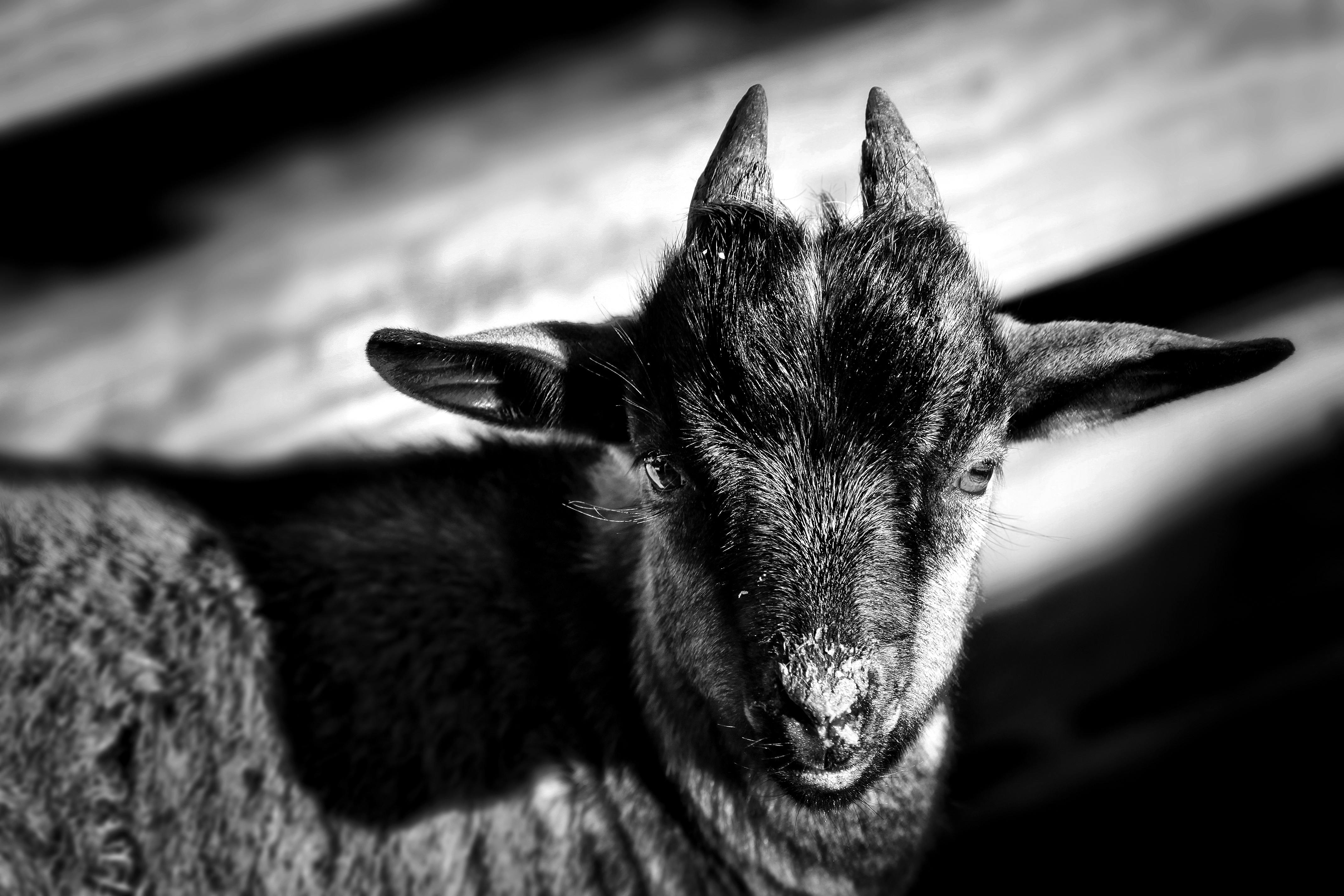 grátis Foto profissional grátis de Adobe Photoshop, agricultura, agricultura tradicional Foto profissional