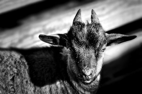 Grayscale Photo of a Young Goat