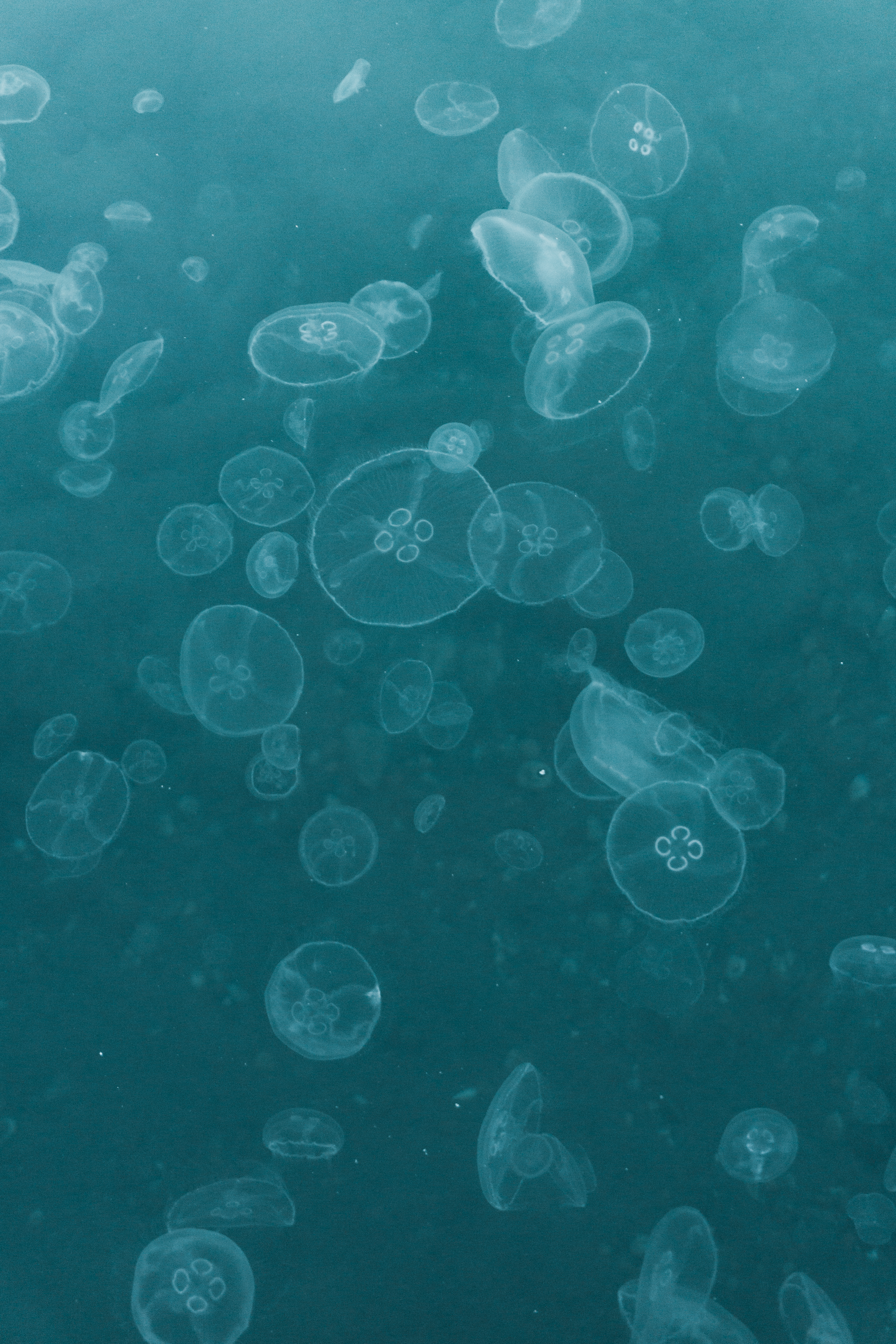 A mesmerizing view of translucent jellyfish gracefully floating in the ocean.