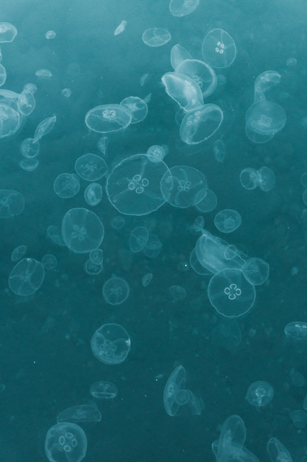 A mesmerizing view of translucent jellyfish gracefully floating in the ocean.