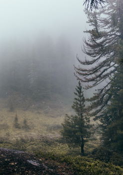 Gloomy view of a foggy coniferous forest with mist enveloping pine trees and grass.