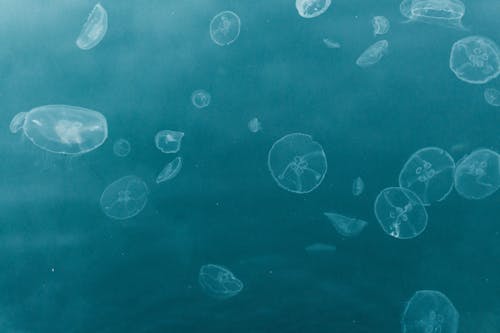Jellyfish Swimming in the Sea
