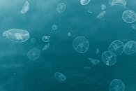 水母在深海中优雅漂流的宁静景色