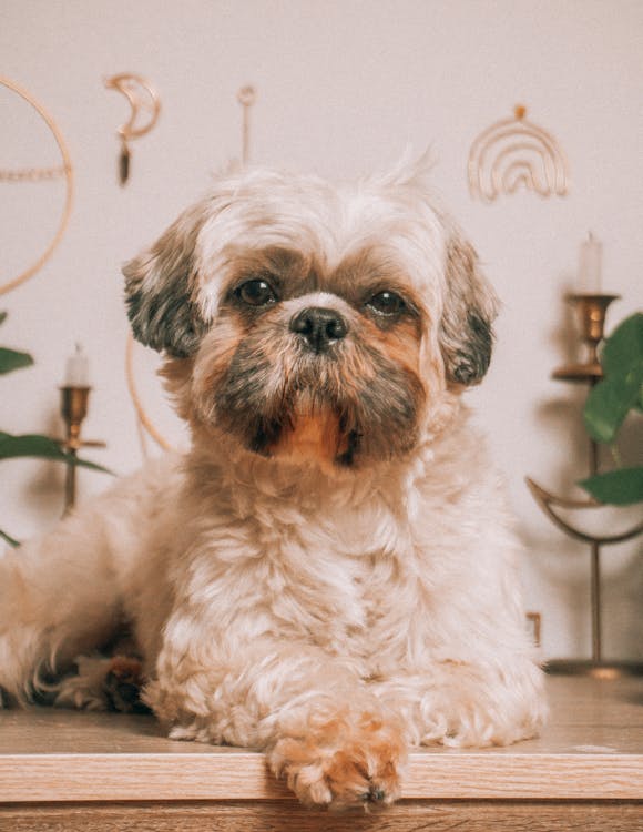Close-Up Shot of a Cute Shih Tzu · Free Stock Photo Close-Up Shot of a Cute Shih Tzu · Free Stock Photo