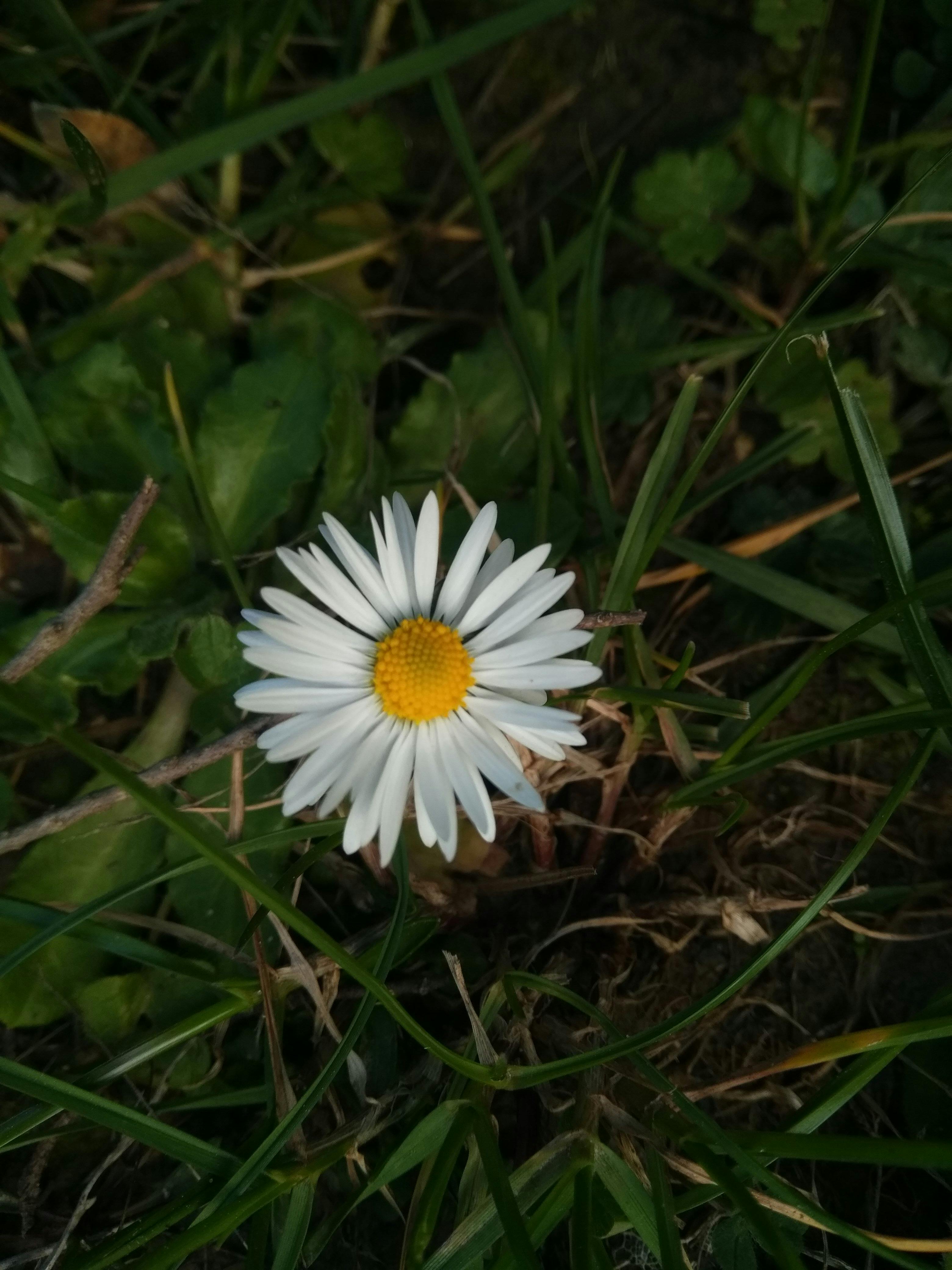 Free stock photo of beautiful flowers, daisy