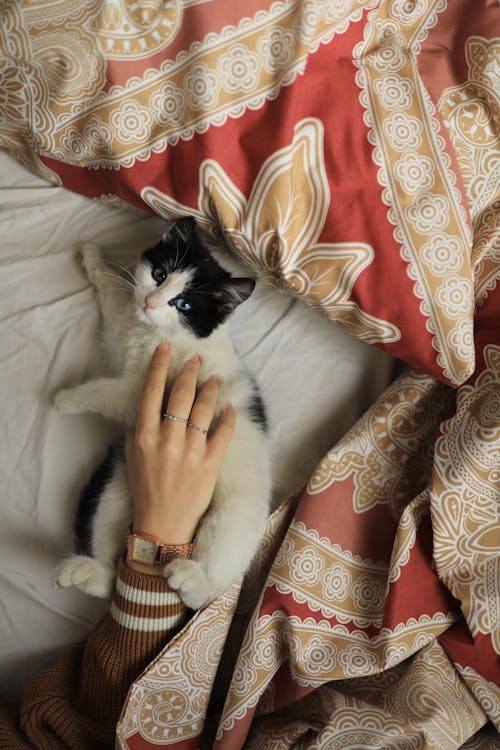 Person Holding White and Black Cat