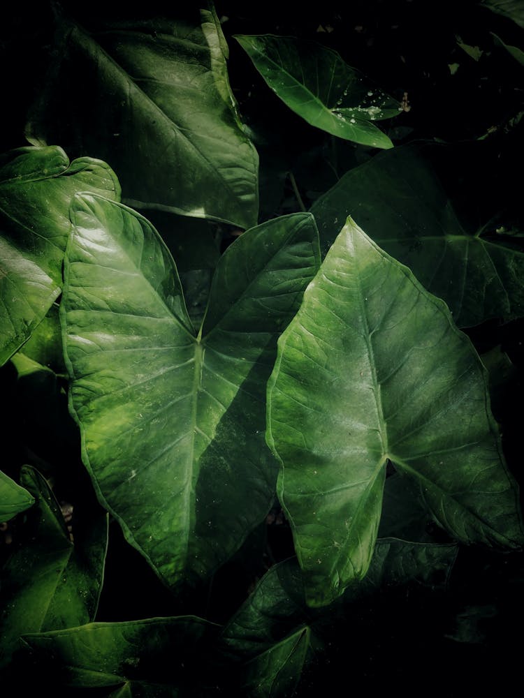 Overhead Shot Of Fresh Taro Leaves 