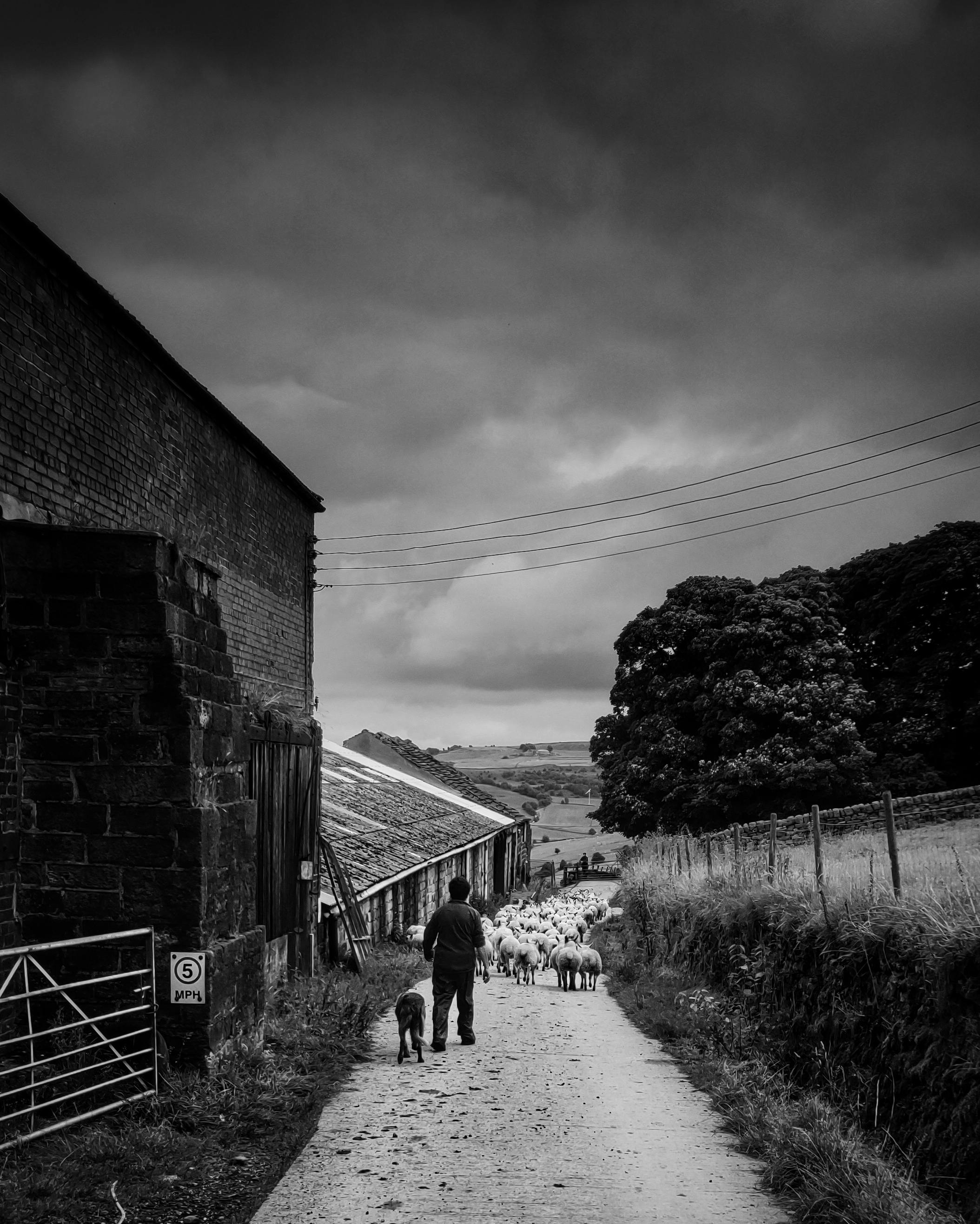 a person and a flock of sheep on dirt road