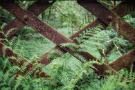 Macro Photography of a Rusty Metal on a Forest