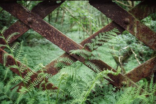 Macro Photography of a Rusty Metal on a Forest