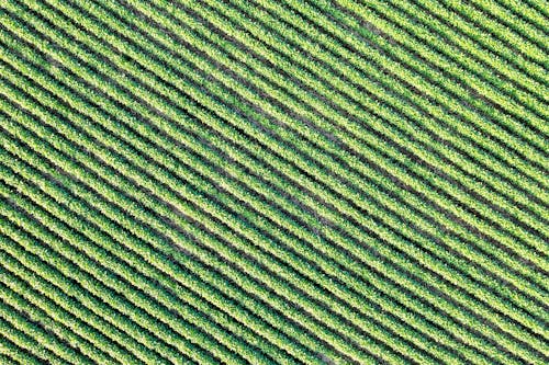 Aerial Shot of a Cropland