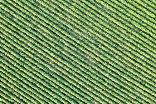 Gratis stockfoto met akkerland, diagonaal, dronefoto