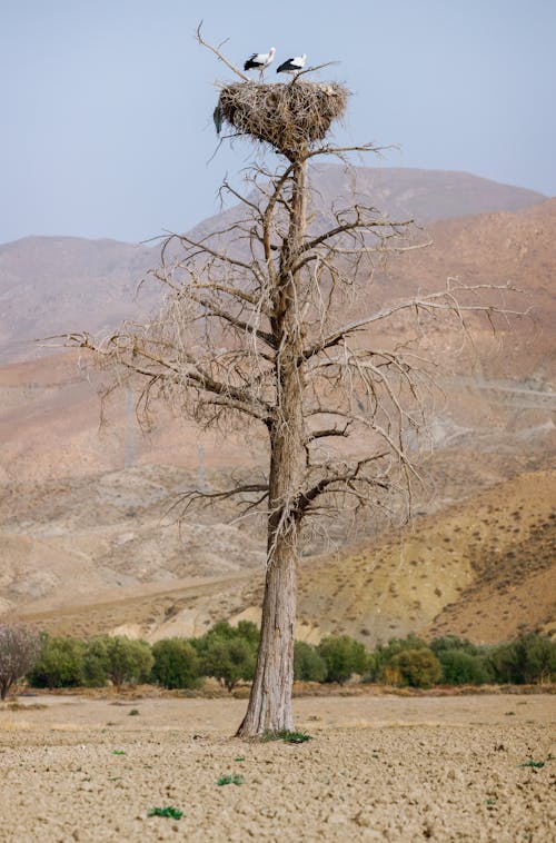 Fotos de stock gratuitas de árbol desnudo, árido, aves