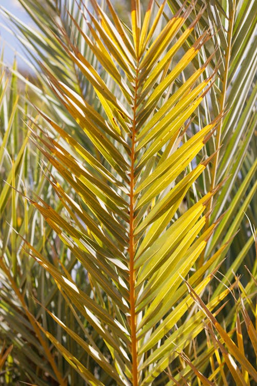 Close-Up Photo of a Plant with Palm Leaves