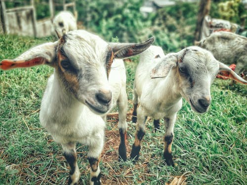 Free Two White Goat Kids Stock Photo