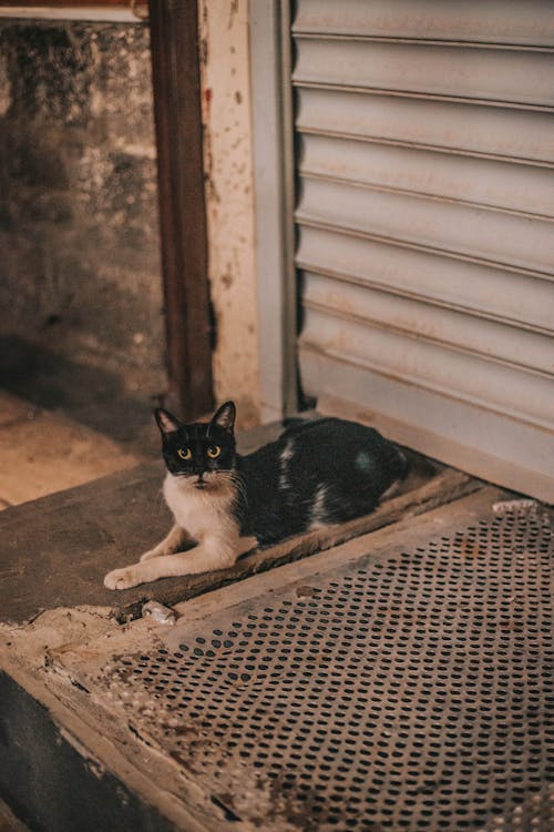 Fotos de stock gratuitas de acostado, animal domestico, enfoque selectivo