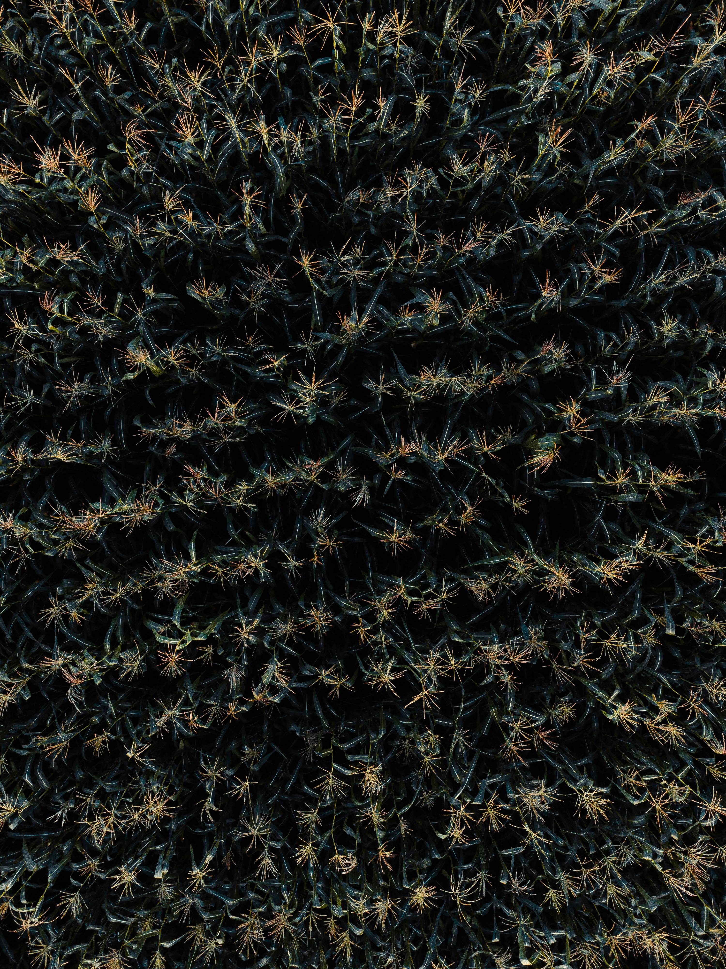 Captivating aerial view of a lush cornfield during late summer, showcasing patterned rows.
