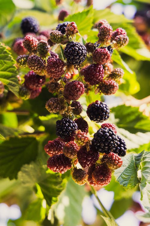 Blackberry Plants in Close Up Photography · Free Stock Photo