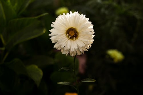 Foto profissional grátis de aumento, delicado, flor branca