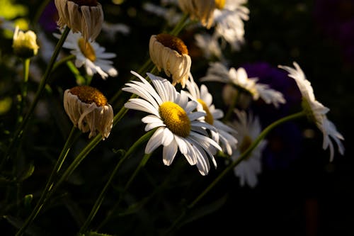 ฟรี คลังภาพถ่ายฟรี ของ กำลังบาน, ขาว, ดอกเดซี่สีขาว คลังภาพถ่าย