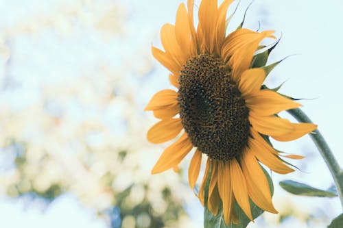 Close-Up Shot of Blooming Sunflower