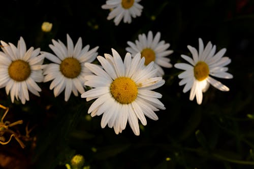 beyaz papatyalar, bulanık, çiçeklenmek içeren Ücretsiz stok fotoğraf