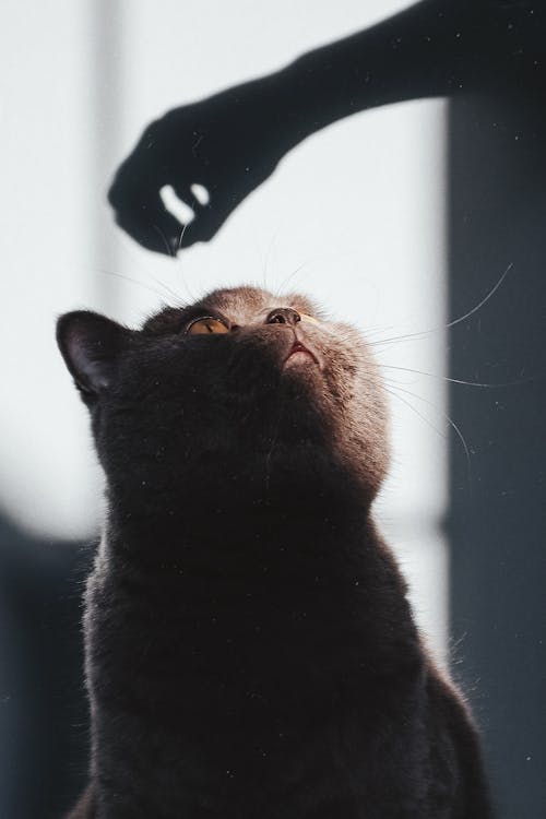 Black Cat Looking at the Camera