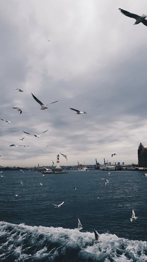 Flock of Seagulls flying over a River 