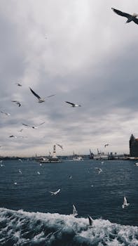 在土耳其伊斯坦布尔的博斯普鲁斯海峡上空，一群海鸥在阴天翱翔