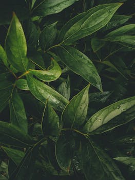 A beautiful close-up of fresh green leaves with droplets, capturing nature's essence after a rain.