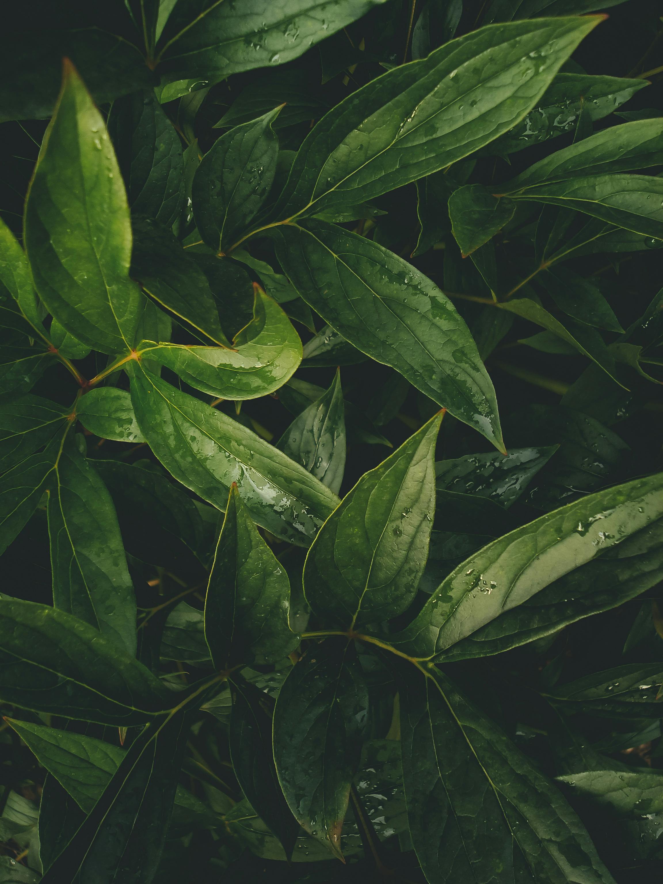 Close-up Photo Of Green Leafed Plants · Free Stock Photo