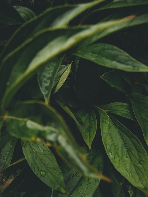 Wet Green Leaves in Close-Up Photography