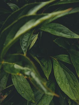 Detailed close-up of green leaves with dew drops, offering a refreshing natural background.